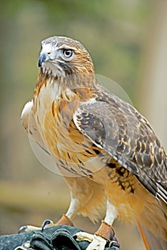 Red Tailed Hawk closeup image.