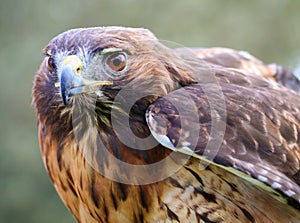 Red Tailed Hawk - Closeup Portrait