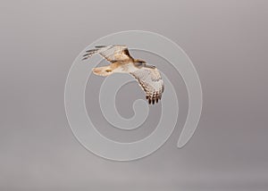 A red tailed hawk in a cloudy sky