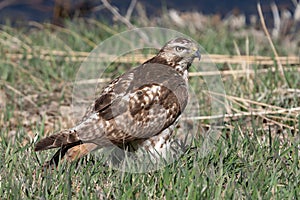 Red Tailed Hawk in Commerce City, Colorado. photo