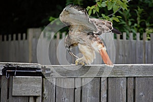 Red tailed hawk eat snake