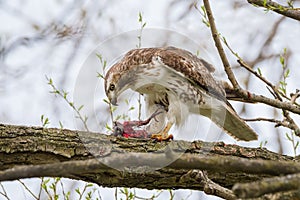 Red-Tailed Hawk Eating American Robin
