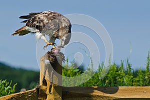 Red-Tailed Hawk Eating Captured Rabbit