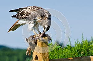 Red-Tailed Hawk Eating Captured Rabbit