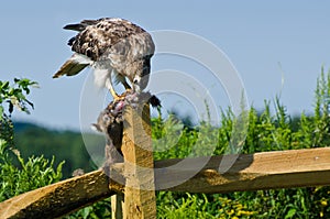 Red-Tailed Hawk Eating Captured Rabbit