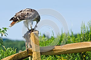 Red-Tailed Hawk Eating Captured Rabbit