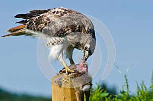 Red-Tailed Hawk Eating Captured Rabbit
