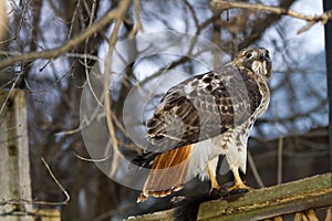 Red-Tailed Hawk Eating a Squirrel