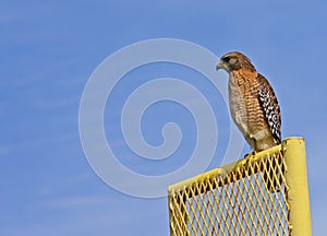 Red Tailed Hawk on the fence