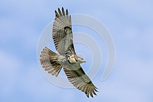 Red Tailed Hawk in flight