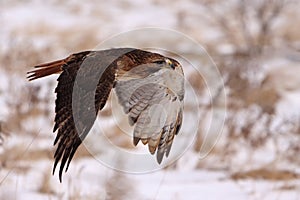 Red-Tailed Hawk In Flight