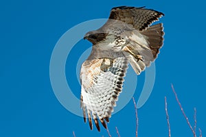 Red tailed hawk in flight