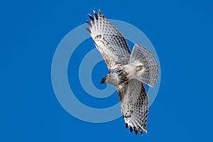 Red tailed hawk in flight