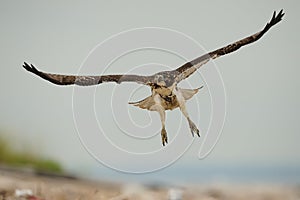 Red Tailed hawk in flight