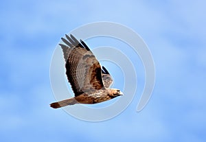 Red-tailed Hawk in Flight
