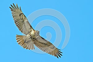 Red-Tailed Hawk