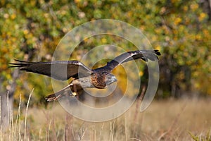 Red-tailed hawk in flight