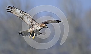 Red tailed hawk in flight