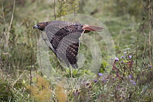 Red Tailed Hawk in flight