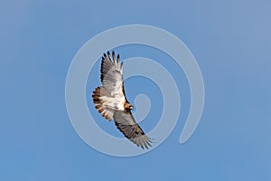 Red-tailed Hawk