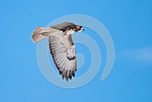 Red-Tailed Hawk in Flight Across Blue Sky