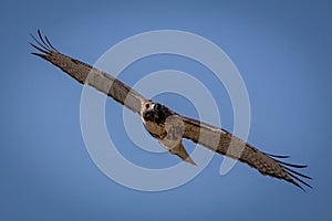 Red-tailed Hawk in flight with blue sky