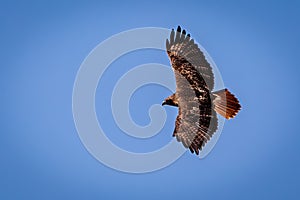 Red-tailed Hawk in flight with blue sky