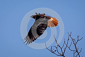 Red-tailed Hawk in flight with blue sky