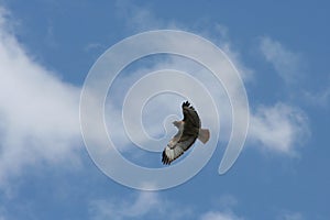 Red-tailed Hawk in flight photo