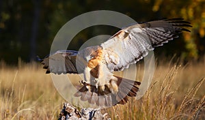 Red-tailed hawk in flight
