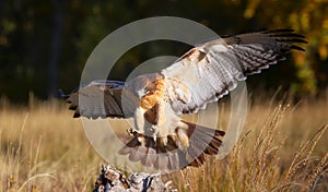 Red-tailed hawk in flight photo
