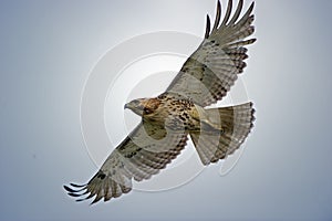 Red-Tailed Hawk