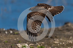 Red-tailed hawk in flight hawks flying