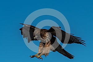 Red-tailed hawk in flight hawks flying