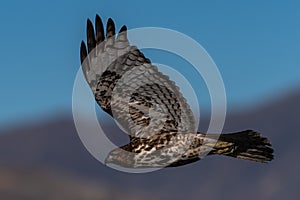 Red-tailed hawk in flight hawks flying