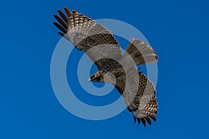 Red-tailed hawk in flight hawks flying