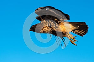 Red-tailed hawk in flight at the Klamath Basin National Wildlife Refuge.