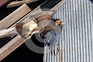 Red-tailed Hawk in flight near the old barn