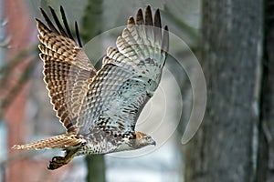 Red-Tailed Hawk photo