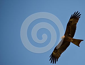 Red-Tailed Hawk flying above the the blue sky