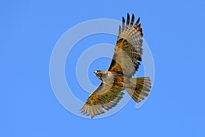 Red-tailed hawk flying against clear blue sky