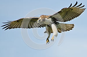 Red Tailed Hawk Flying In a Blue Sky