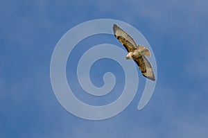 Red-Tailed Hawk Flying in a Blue Sky