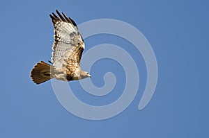 Red-Tailed Hawk Flying in a Blue Sky