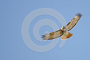 Red Tailed Hawk Flying in a Blue Sky