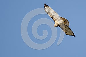 Red Tailed Hawk Flying in a Blue Sky