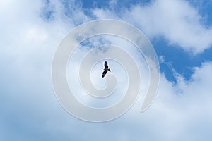 A red-tailed hawk flying in the cloudy blue sky.