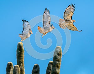 Red Tailed Hawk Flying off a Saguaro Cactus