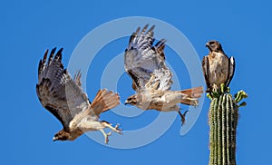 Red Tailed Hawk Flying off a Saguaro Cactus photo