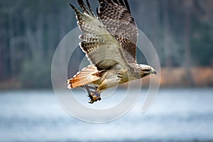 Red Tailed Hawk flying at raptor show.